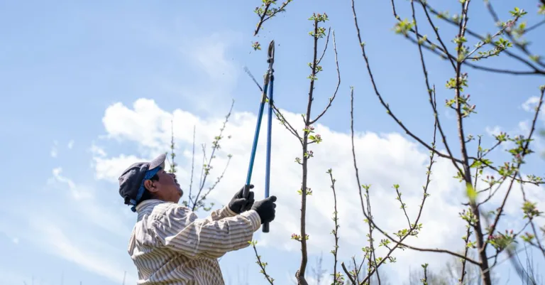 découvrez les meilleures techniques d'élagage des plantes pour favoriser leur croissance, améliorer leur santé et sublimer votre jardin.