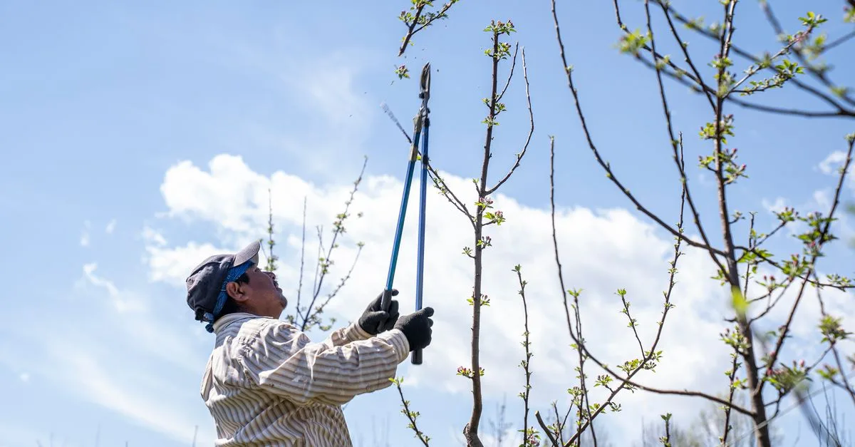 découvrez les meilleures techniques d'élagage des plantes pour favoriser leur croissance, améliorer leur santé et sublimer votre jardin.